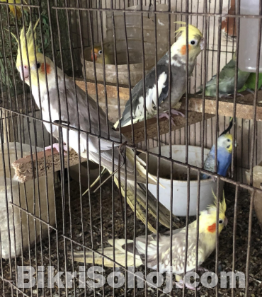 Lovebird & Cockatiel